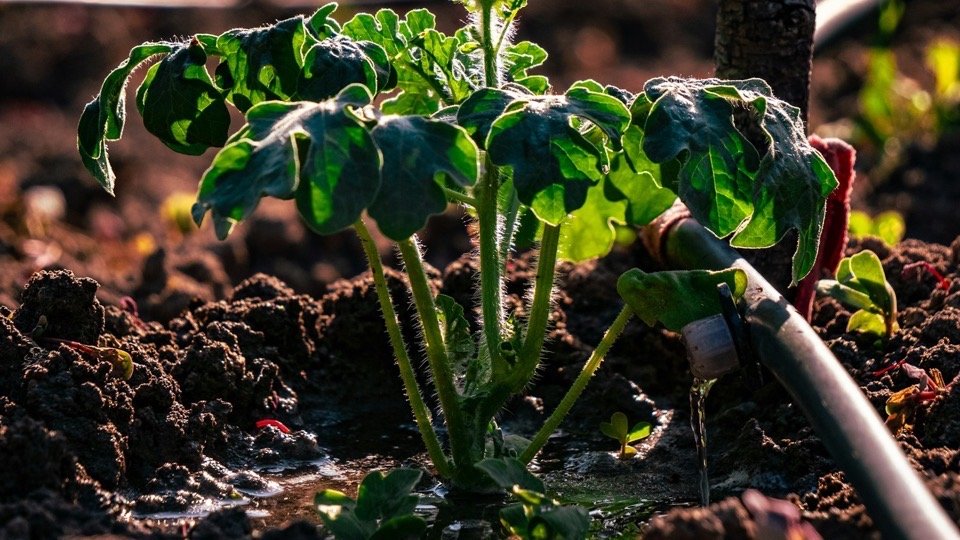 Drip irrigation lateral watering a young plant at golden hour